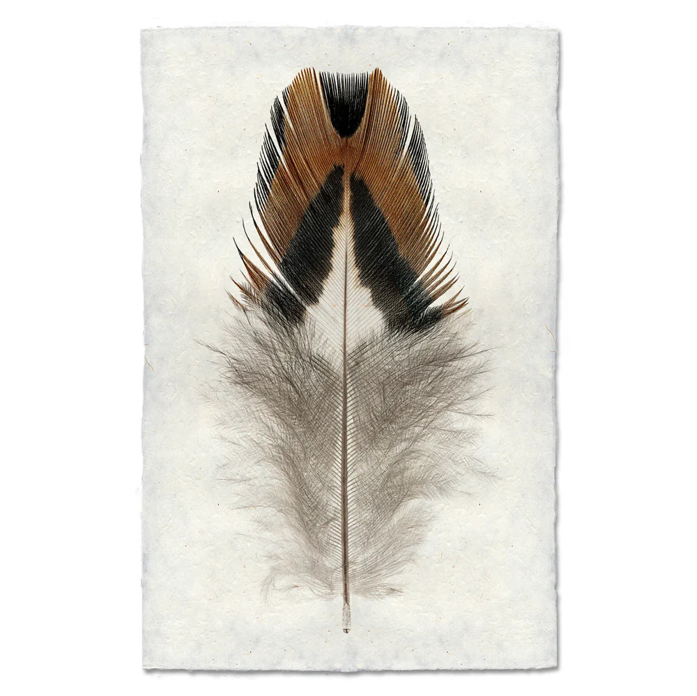 QUAIL FEATHER PRINT SHADOW BOX