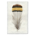 PATRIDGE FEATHER PRINT SHADOW BOX