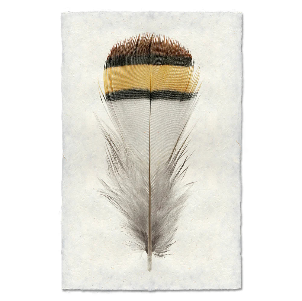 PATRIDGE FEATHER PRINT SHADOW BOX
