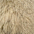 PR 20" Sand Tibetan Pillow