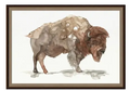 Canvas-Buffalo