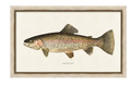 Watercolor-Trout