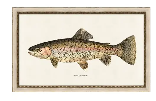 Watercolor-Trout