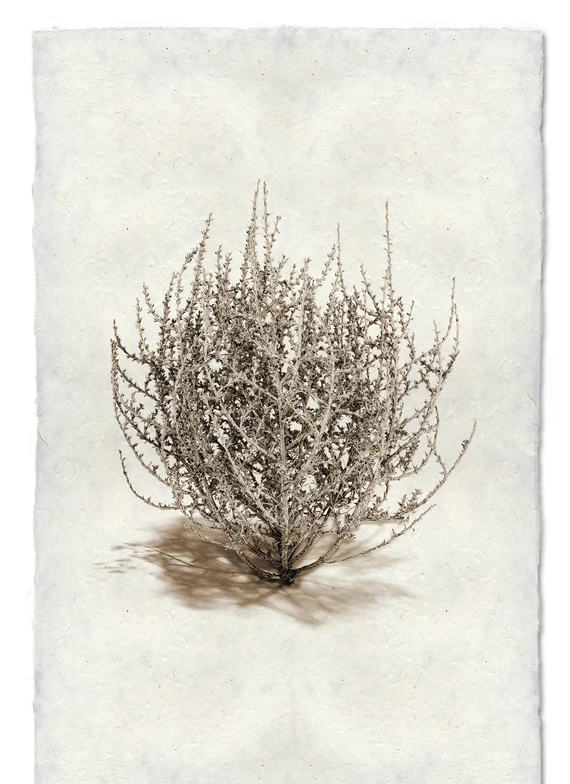 Art-Tumbleweed