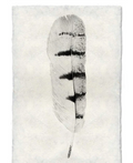 Art-Feather Study Hawk