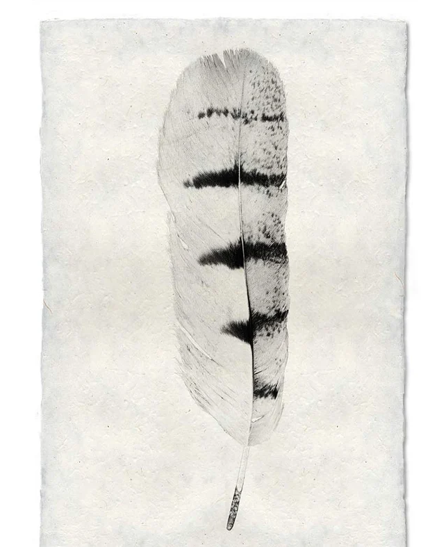 Art-Feather Study Hawk