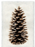 Art-Loblolly Pine