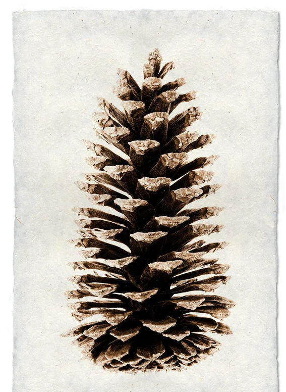 Art-Loblolly Pine