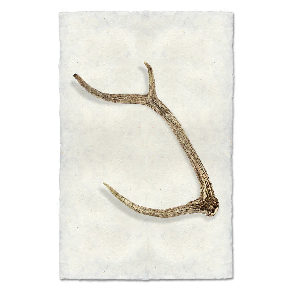 DEER SHEDS PRINT SHADOW BOX