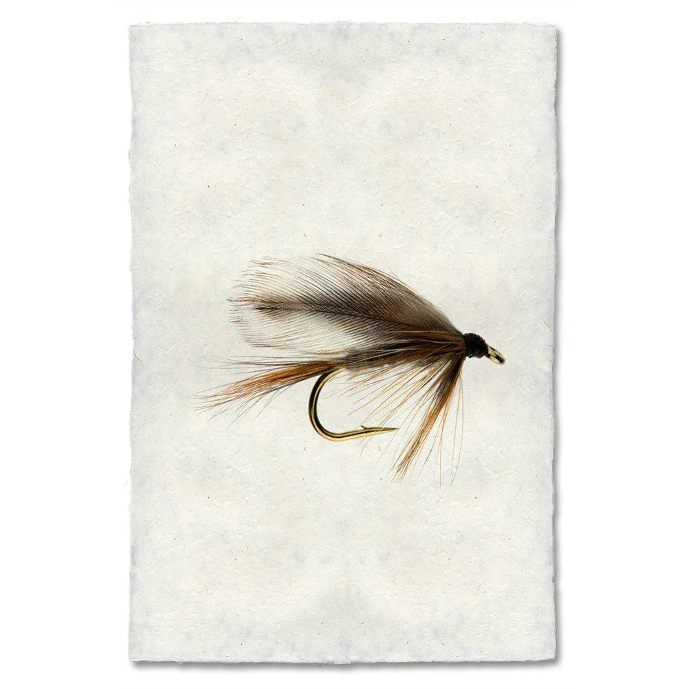 ADAM FLY PRINT SHADOWBOX