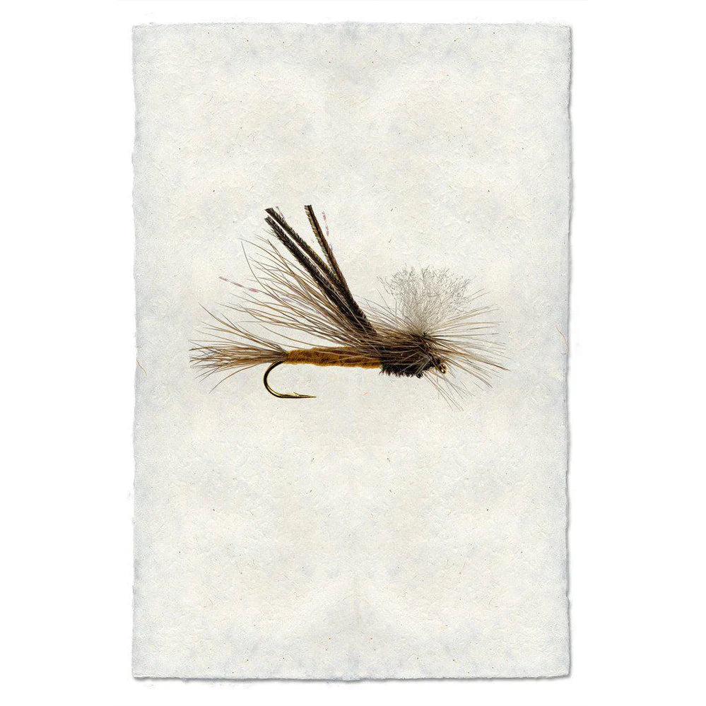 BUGMEISTER FLY PRINT SHADOW BOX
